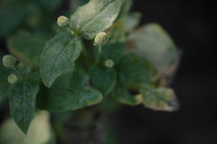 Spilanthes paniculata